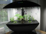 AeroGarden after three weeks
